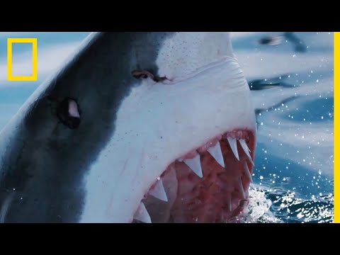 Vidéo: Combien De Dents A Un Requin ?