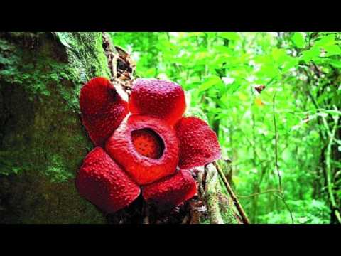 Video: Rafflesia (çiçek): açıklama ve fotoğraf