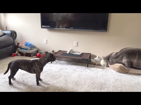 Funny Dog sees someone sleeping in her bed