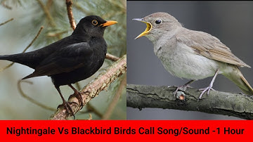 Nightingale and Blackbird Birds Call Song/Sound -birds -