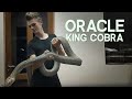 ORACLE THE HUGE KING COBRA!