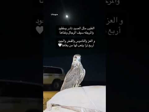 الطيب مثل الصيد نادر ومفقود شع ر١ شعر قصايد