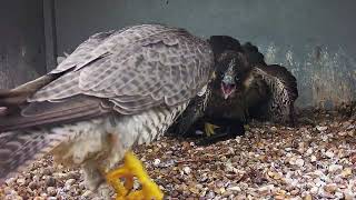 31st May 2024 Feeding Time by Cromer Peregrines 441 views 6 days ago 4 minutes, 22 seconds