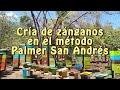 Cría de zánganos en el método Palmer versión San Andrés
