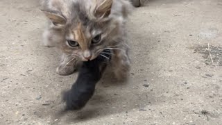 Kittens! by Jade Skywalker 414 views 2 weeks ago 4 minutes, 26 seconds