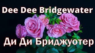 Как распускается роза Ди Ди Бриджуотер - Dee Dee Bridgewater (Meilland Франция, 2003)