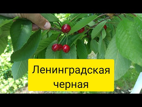 Черешня Ленинградская Описание Сорта Фото Отзывы