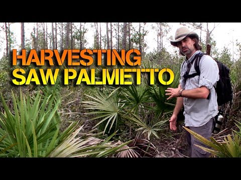 How To Eat Saw Palmetto