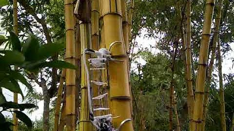 A flexible tree climbing robot: Treebot - design and implementation