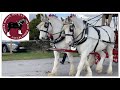 TRADE PAIRS CLASS! National Shire Horse Show in ENGLAND (Episode 9) Apollo The Shire