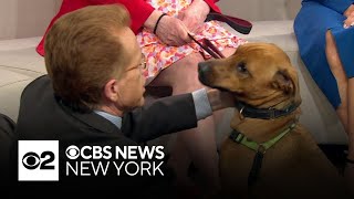 Furry Friend Finder: Frankie