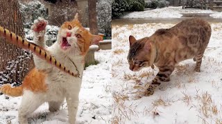 Snowing in kitty yard; played w/ 8 bits. Ur plans? [Xiao Feng meows] #kittyyardlife