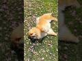 Why walking with our dog takes so long