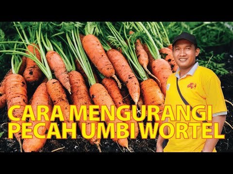 Video: Melawan Penyakit Dan Perosak Wortel, Penyiangan Dan Penipisan