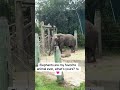 What’s your favorite animal? #elephant #tampa #tampazoo #animals