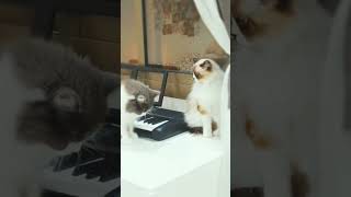 funny cats fighting #cute#animals#youtubeshorts#cat #funny #home #viral#birman#animals lover