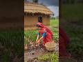गरीबी में भी मेहनत की मिसाल 😢🌾 #ekmotahathighumechala # shorts