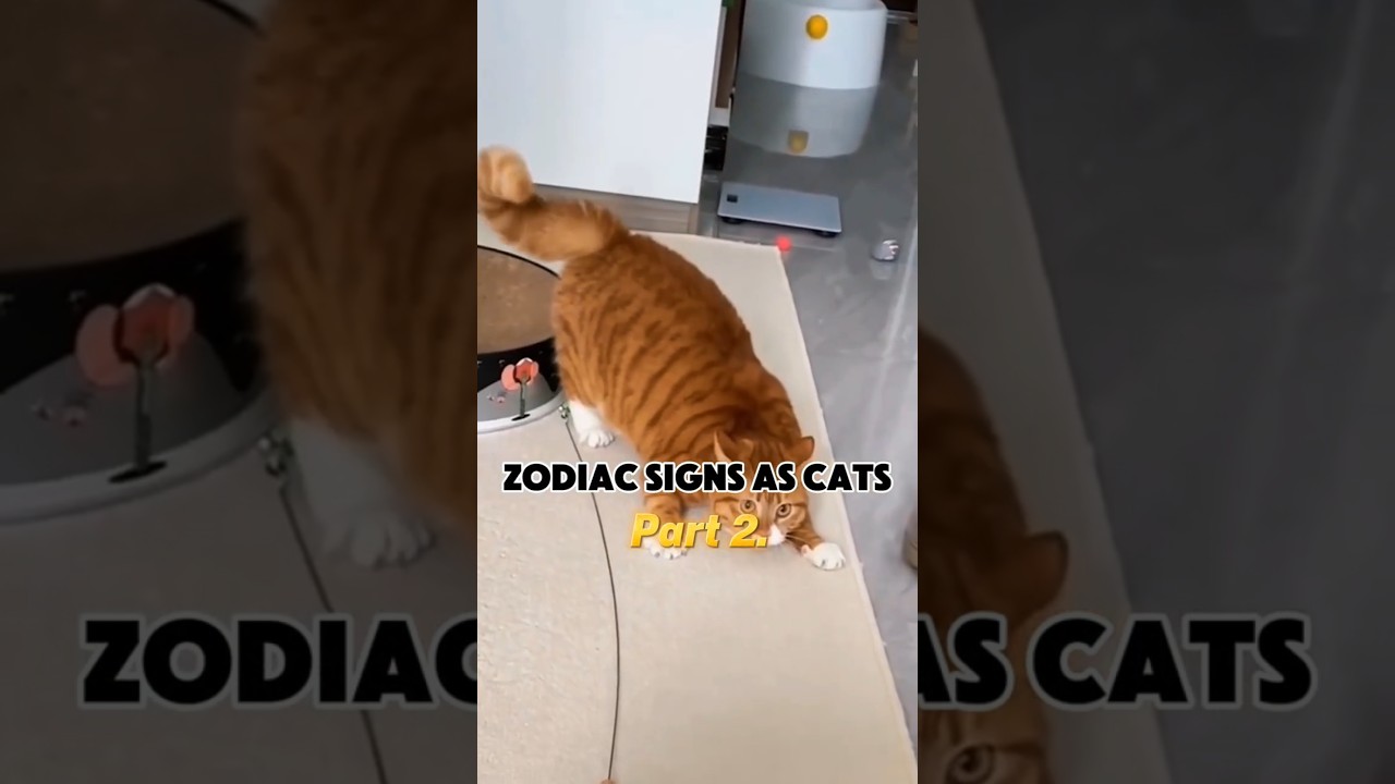 The zodiac signs as Cats (part 2) 