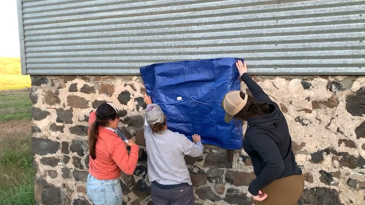 Counting bats with WDFW