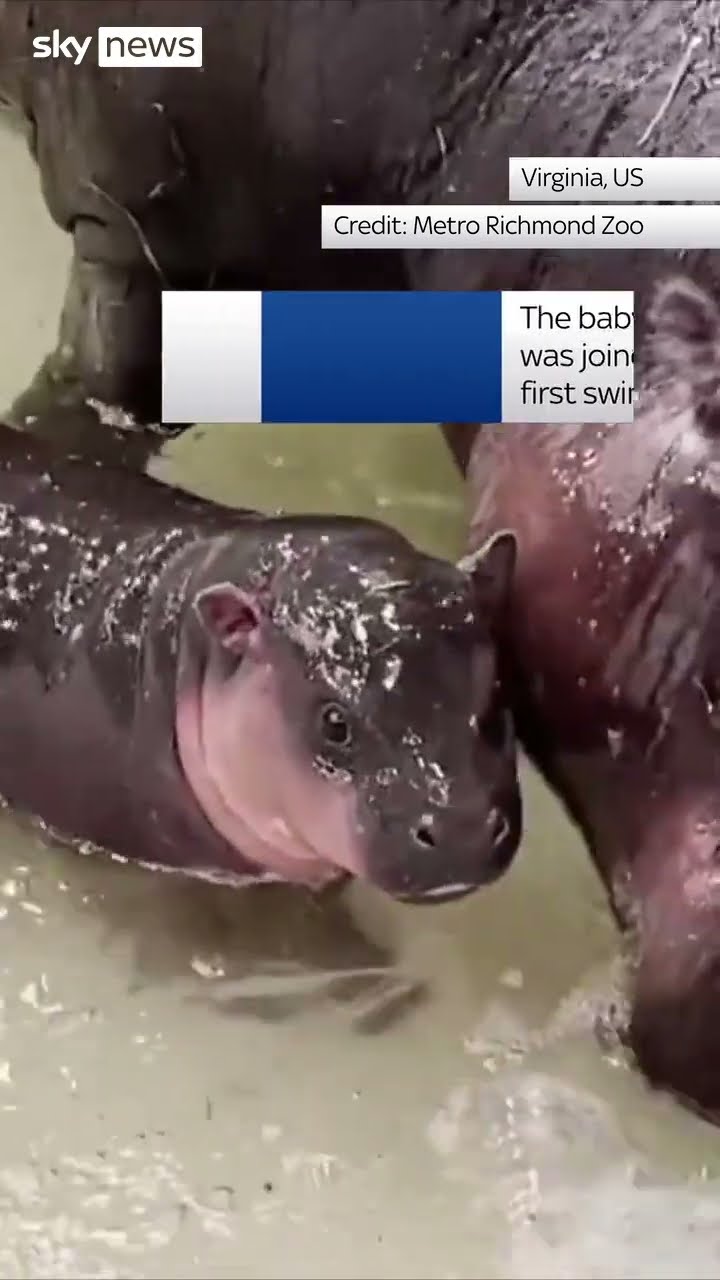 Pygmy hippo has first swim with mum