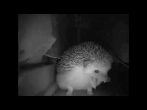ежик чихает