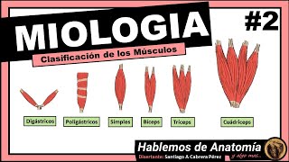🔴👉 MIOLOGIA 🟩 CLASIFICACION DE LOS MUSCULOS 🟪Hablemos de Anatomía y Algo Mas...