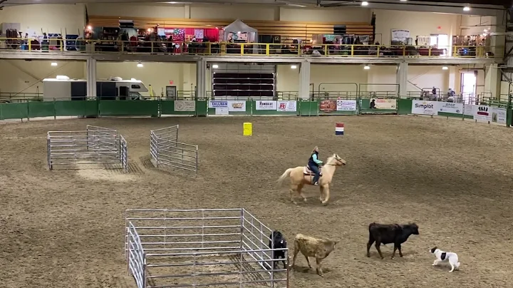 Stockmanship and herding skills demonstrated by Chantelle and Jack, her Border Collie