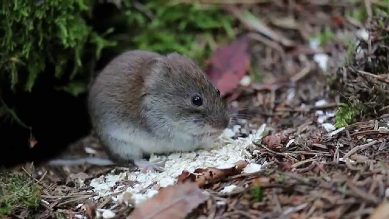 Bank vole eating oatmeal / Skogssork äter havregryn YouTube
