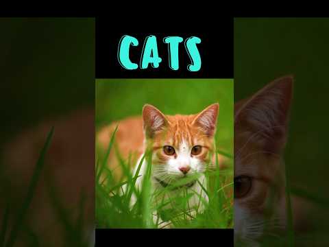 Video: Este pisicile în jurnalul de bord?