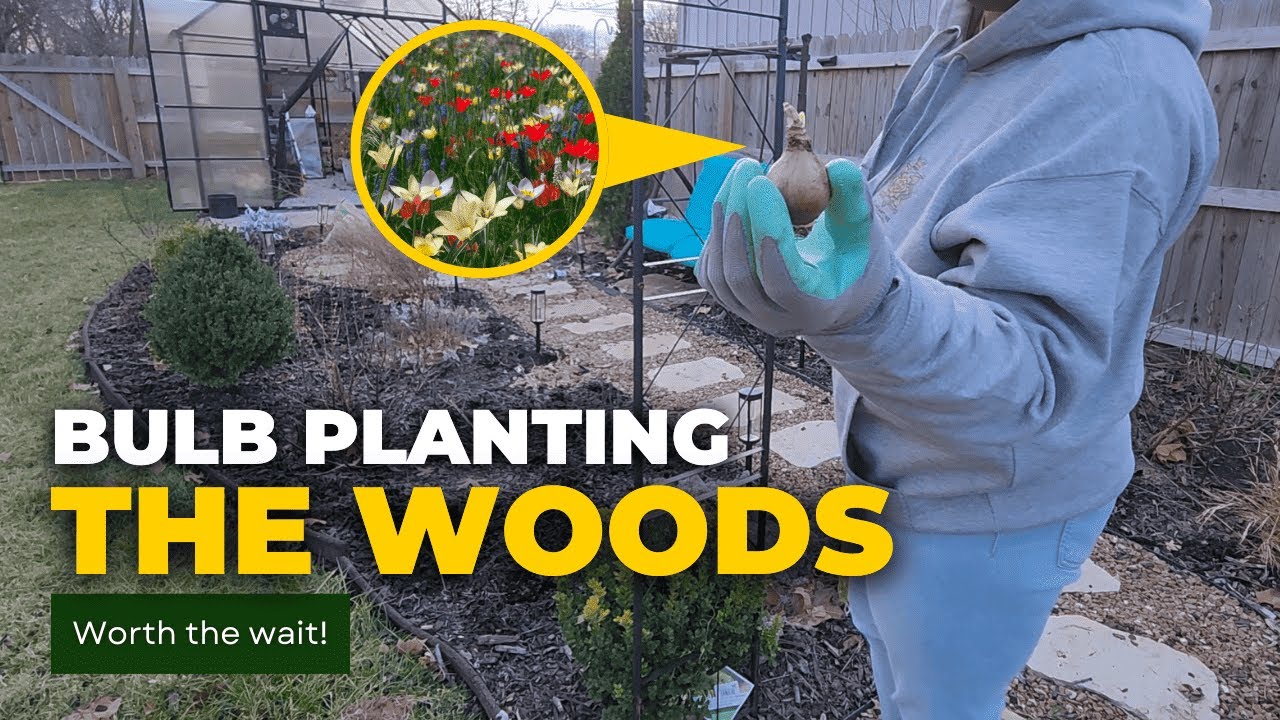Посадка 200 луковиц зимой | Создание весеннего сюрприза в саду