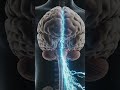 Function Of Central Nervous System (CNS)🔥|Explain By 3d Anatomy