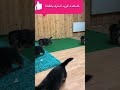 جراء جيرمن شيبرد عمر 29 يوم 