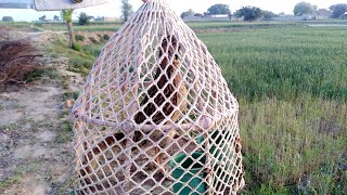 Batair ki awaz | batair awaz | common quail sound | batair bulara