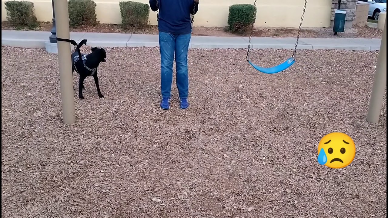 my dog hate swings YouTube