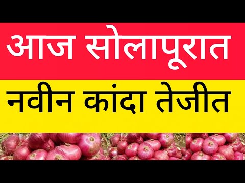 आजचे सोलापूर कांदा मार्केट./Solapur kanda market ajach. 28/09/2026