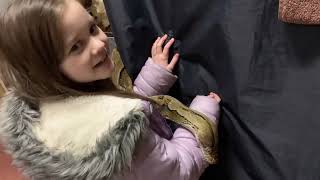 My daughter (Age 9) pulling out Reticulated Python (Sonny) without a hook.