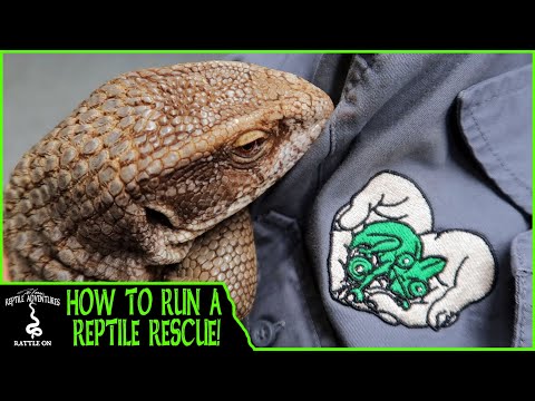 Video: Jadi Anda Ingin Memulai Penyelamatan Reptil?