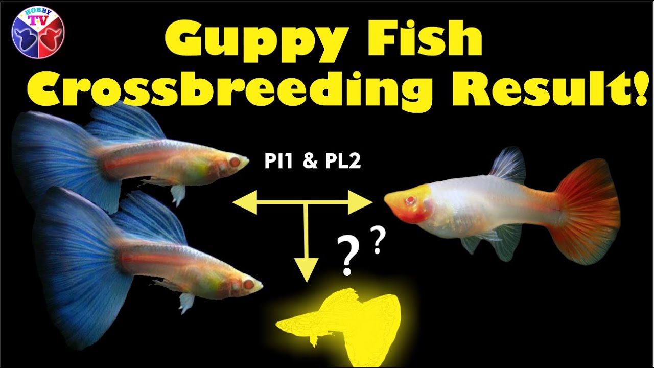 Guppy Fish Crossbreeding Amazing Result Final | Blue Topaz & Koi