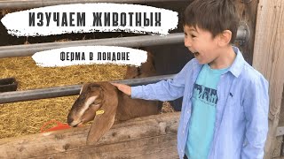 Изучаем животных| Самые милые ламы| Ферма в Лондоне