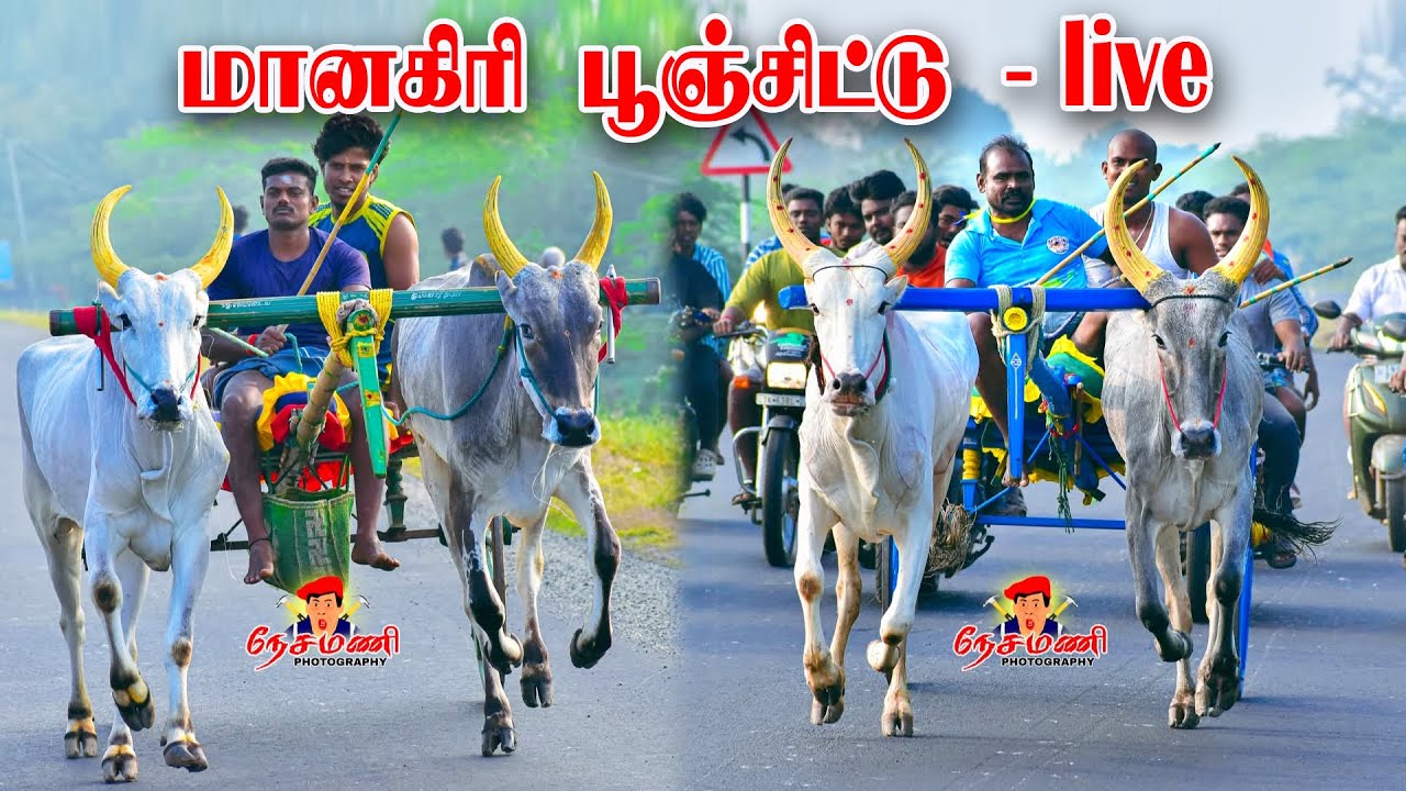 மானகிரி பூஞ்சிட்டு  live 2026