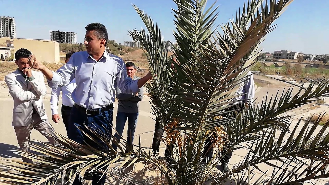 تقليم اشجار النخيل