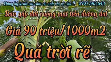 114) kẹt tiền bán gấp đất ruộng mặt tiền đường dal giá rẽ 90 triệu/1000m2 ,Giồng riềng kiên Giang