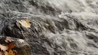 River Study Sounds with Beaumont Tower Bells