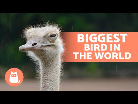 10 FUN FACTS About OSTRICHES 🪶 Do They Weigh 350 lb? Do They Lay GIANT Eggs?