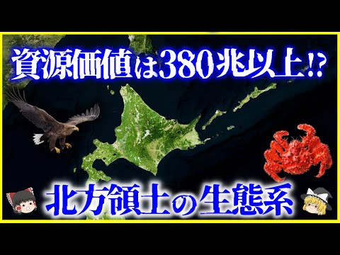 【激レア・新品・匿名配送】北方領土 択捉島 国後島 色丹島 交通カード 激レア・新品・匿名配送】北方領土 択捉島 国後島 色丹島 交通