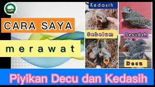 Download Lagu Cara Merawat Anakan Burung Decu dan Kedasih Selama 20 hari @seputarburung991 MP3 Download Lagu Cara Merawat Anakan Burung Decu dan Kedasih Selama 20 hari @seputarburung991 MP3