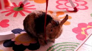 Rabbit - playful