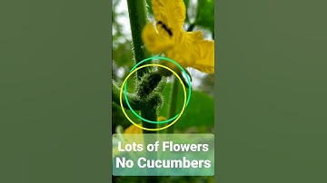 Cucumber Plant Not Fruiting???