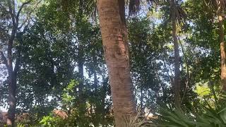 Species Spotlight Sabal Palm