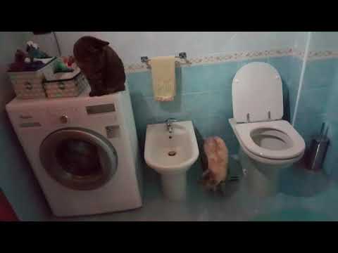 I gatti amano il bagno